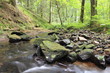 source en forêt verte