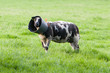Sheep with a bucket on it's head