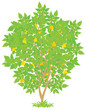 Pear tree with ripe fruits