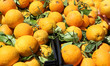 Orange marocaine