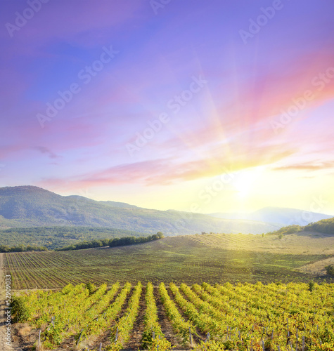 Photo: vineyard vineyard
