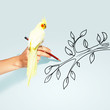 Photo: Parrot sitting on hand Parrot sitting on hand