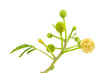 Leucaena leucocephala isolated on white background