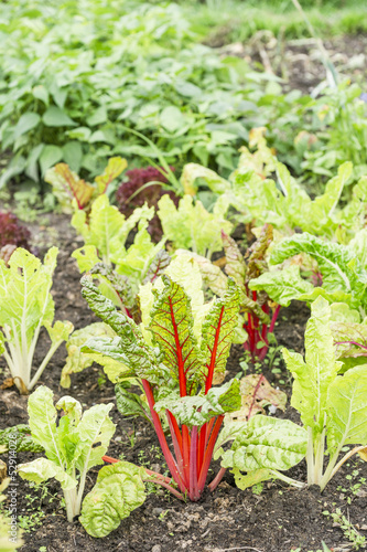Photo: Red Chard Plants in a Vegetable Garden Patch Red Chard Plants in a Vegetable Garden Patch