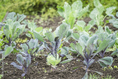 Photo: Red Kohlrabi Plants Red Kohlrabi Plants