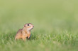 Foto: Europäischer Ziesel, European ground squirrel, Spermophilus cit Europäischer Ziesel, European ground squirrel, Spermophilus cit