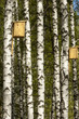 Photo: birch wood. Birch forest. Birch Grove. White birch trunks. Sprin birch wood. Birch forest. Birch Grove. White birch trunks. Sprin