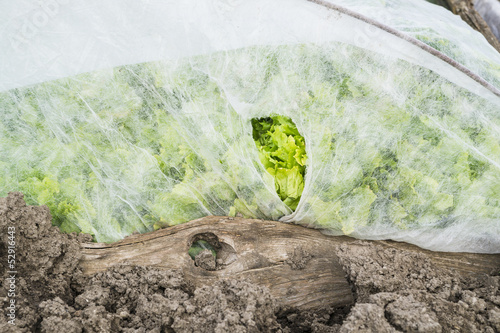 Photo: Endive Lettuce Under Protection Foil Endive Lettuce Under Protection Foil