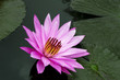 Delicate Pink Lotus.