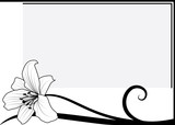lily