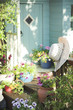 Photo: Summer flower pots and shed Summer flower pots and shed
