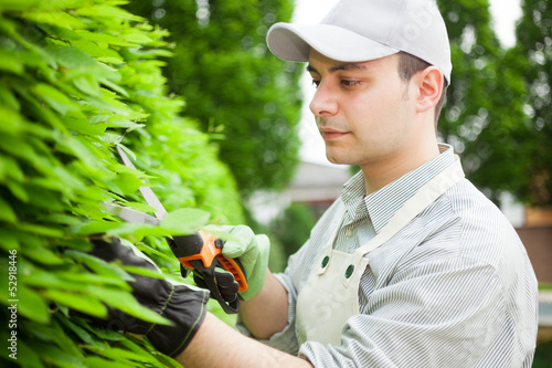 Photo: Gardener pruning an hedge Gardener pruning an hedge