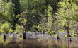 Trees reflecting in the water.