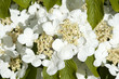 Viburnum plicatum variety 'Mariesii'