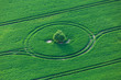 Fahrspuren im Getreidefeld um einen Baum