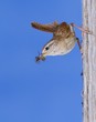 Foto: Winter wren. Winter wren.