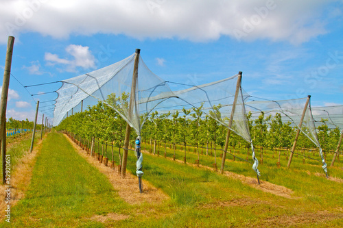 Photo: AGRICULTURE VERGERS LYONNAIS AGRICULTURE VERGERS LYONNAIS