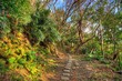 Hiking Trail on Okinawa Island