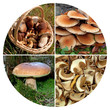Foto: Speisepilze Speisepilze