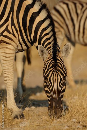 Photo: Steppenzebra Steppenzebra