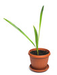 Flower in a pot