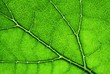 green leaf close up