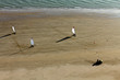 Char a voile plage d'Arçais La faute-sur-Mer