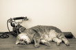 Cat and vintage telephone on table