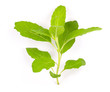 Hot basil leaf isolated on white background