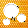 Vector Natural Background with Honeycombs and Bees
