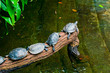 Turtle family