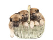 sheepdog`s puppies isolated over white background