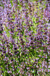 Salvia in fiore