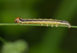 Foto: kleine gelbe Raupe kleine gelbe Raupe