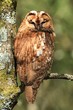 Photo: Tawny Owl Tawny Owl