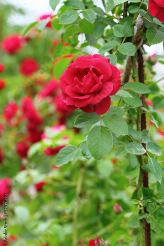Photo: Rose garden Rose garden