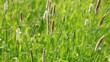 Nature summer background with fresh foxtail grass on the wind