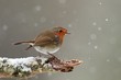 Photo: Robin in Falling Snow Robin in Falling Snow