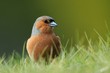 Photo: Chaffinch (Fringilla coelebs) in the Grass Chaffinch (Fringilla coelebs) in the Grass