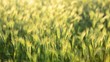 Field of grass on sunset. Motion on the wind, nature background