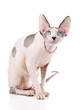 Foto: Canadian Sphynx cat chocolate harlequin with blue eyes Canadian Sphynx cat chocolate harlequin with blue eyes