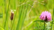 Prairie fleur