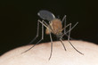 Mosquito sucking blood, macro photo