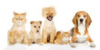 Group of cats and dogs in front. looking at camera. isolated on