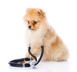 spitz puppy dog with a stethoscope on his neck. isolated 