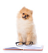 purebred puppy  read book isolated on white background