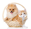 spitz dog embraces a cat in basket. looking at camera. isolated