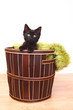 Curious Cute Kitten Inside a Basket on White