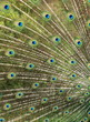plumage du paon en parade amoureuse