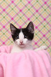 Curious Kitten on a Pink Soft Background